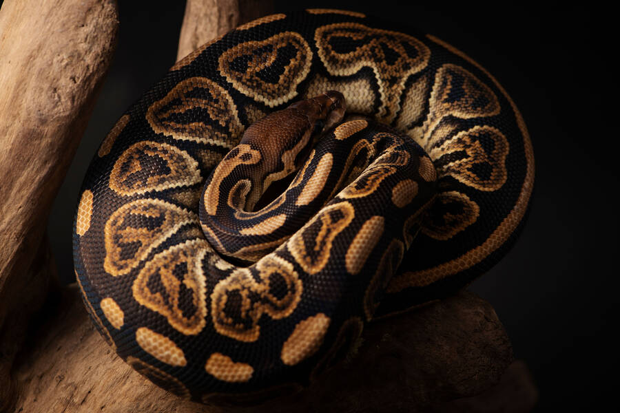 Pythons Jigsaw Puzzle (Animals, Reptiles) | Puzzle Garage