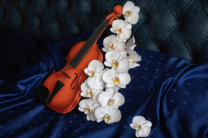Hegedű és fehér orchideák