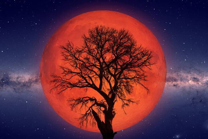 Albero sullo sfondo della luna rossa