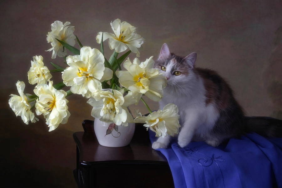 Bukett med tulipaner og en katt