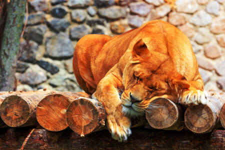 Schlafende Löwin