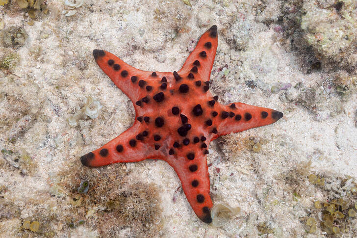 Morska zvijezda sa šiljcima
