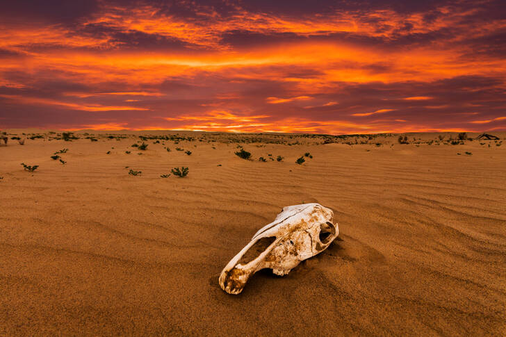 Crâne dans le désert