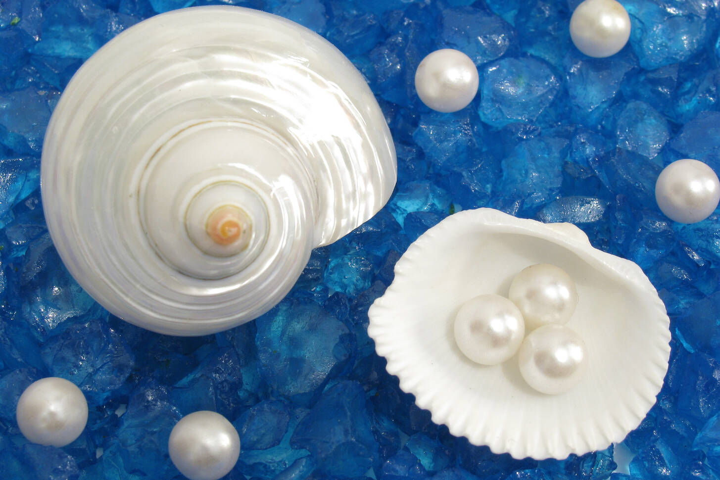 Pearls and shells Jigsaw Puzzle (Animals, Marine life) | Puzzle Garage