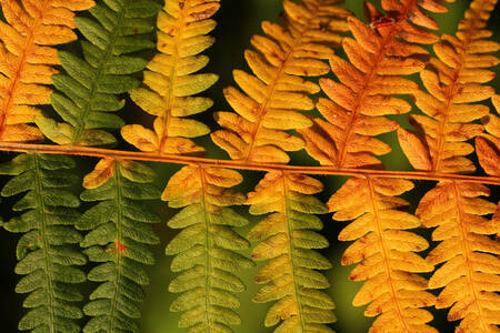 Fotografía macro de hojas de otoño