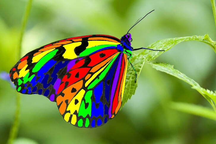 Heldere vlinder