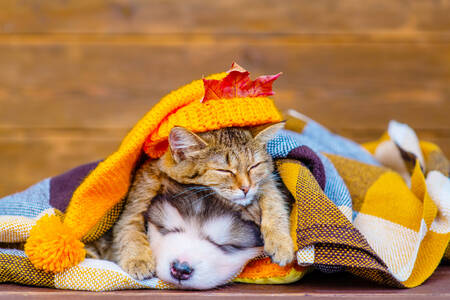 Puppy and kitten under a blanket