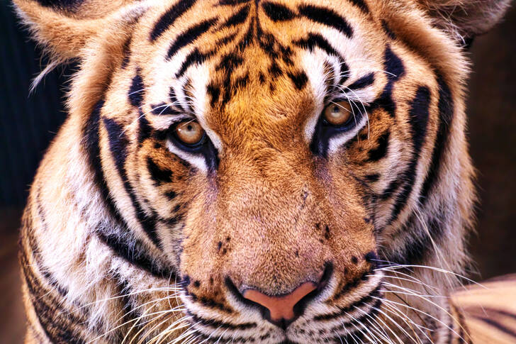 Retrato de um tigre de Amur