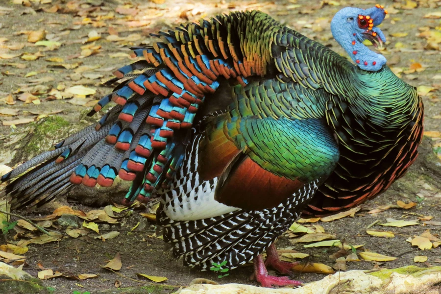 Ocellated turkey