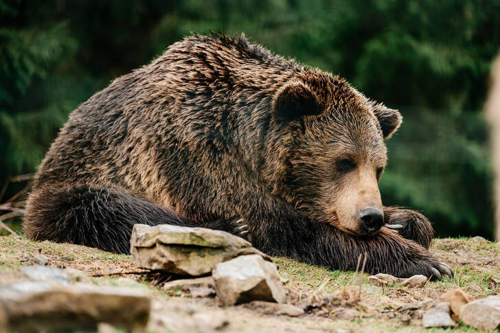 Bear after hibernation