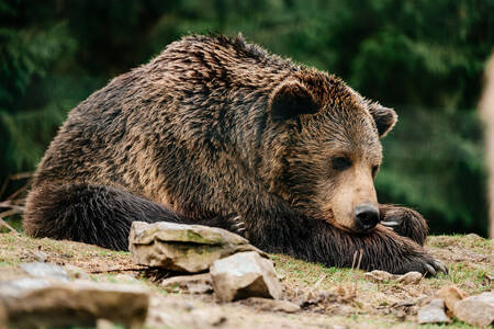Niedźwiedź po hibernacji