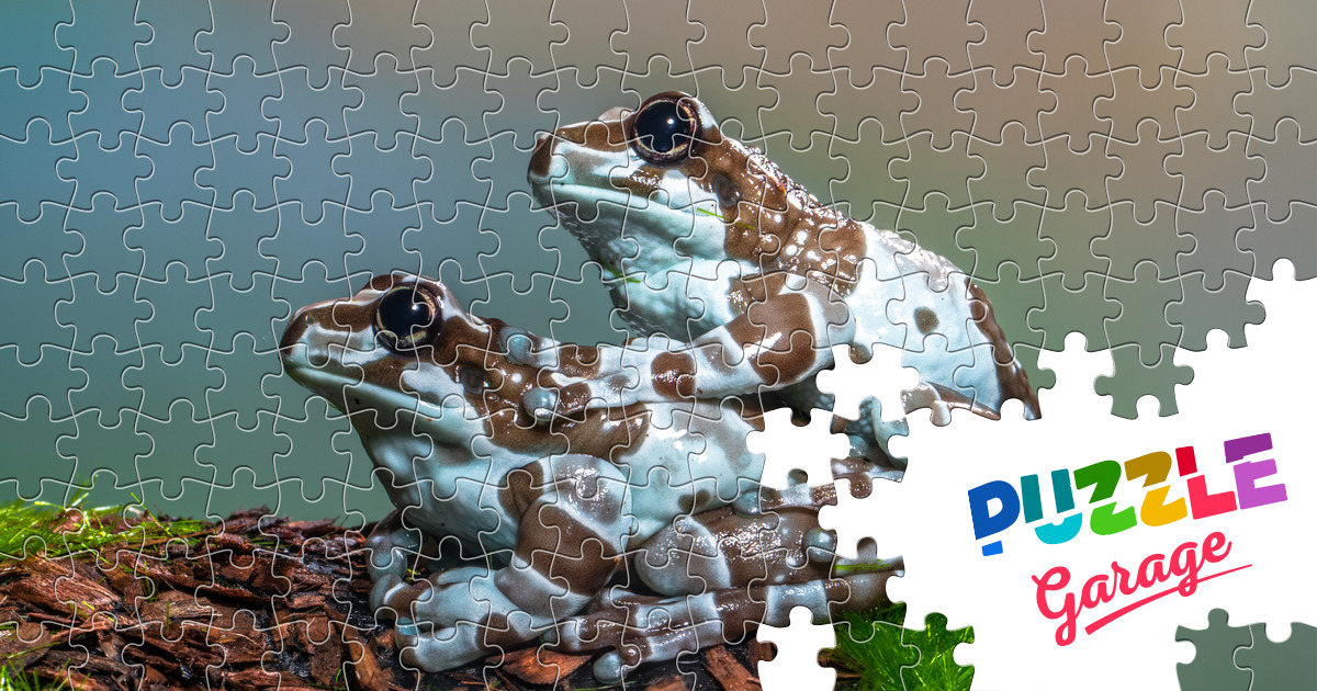 Two frogs Jigsaw Puzzle (Animals, Amphibians) | Puzzle Garage