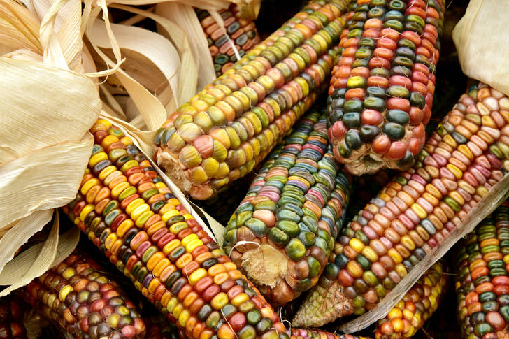 Assorted corn