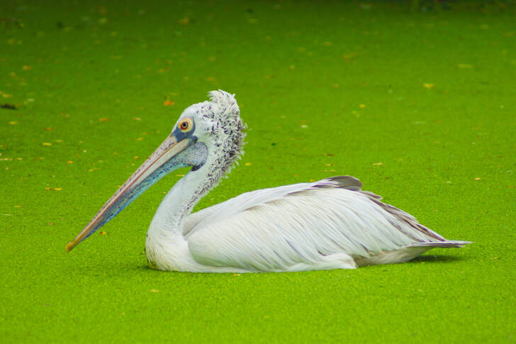 Grey Pelican