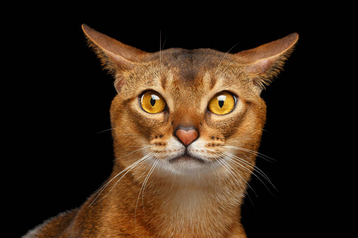 Portrait of an Abyssinian cat