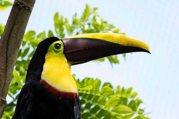 Swainson's Toucan