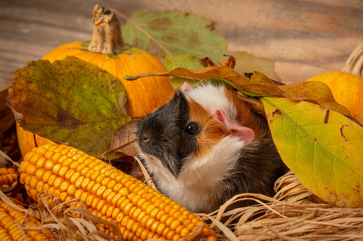 Cobaya entre hojas de otoño