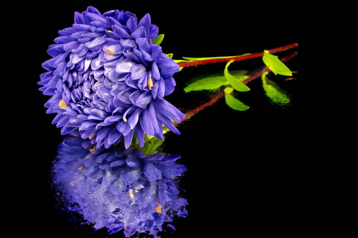 Aster on a black background