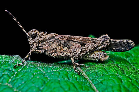 Sauterelle sur une feuille verte