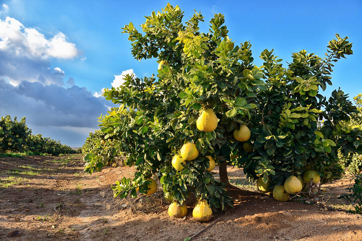 Pomelo ağacı