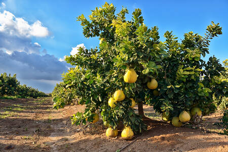 Pom de pomelo