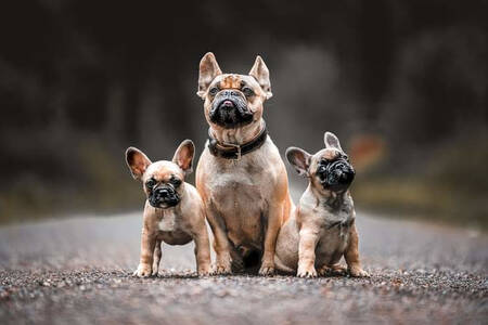 フレンチブルドッグと子犬たち