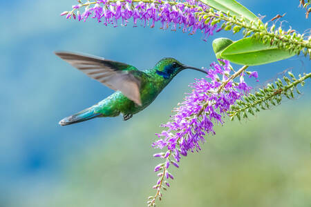 Colibrì in volo