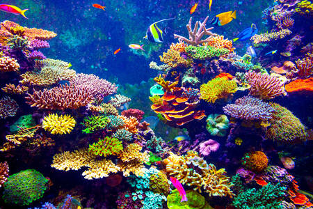 Tropical fish and corals