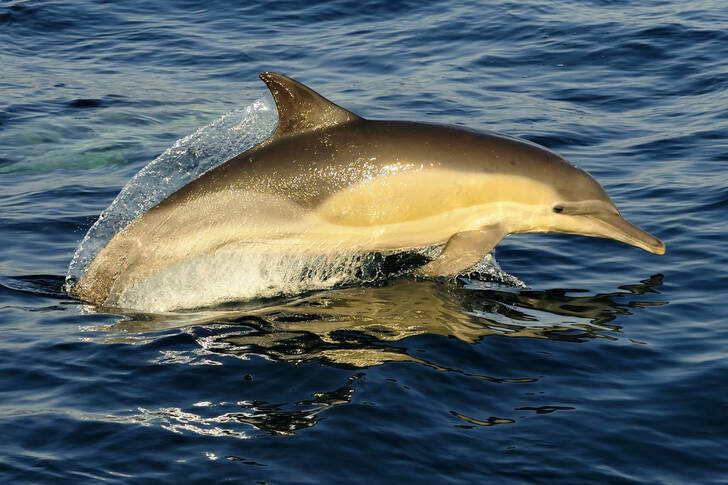 Common dolphin