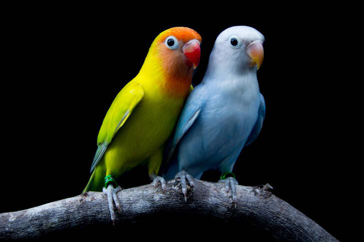 Una coppia di inseparabili