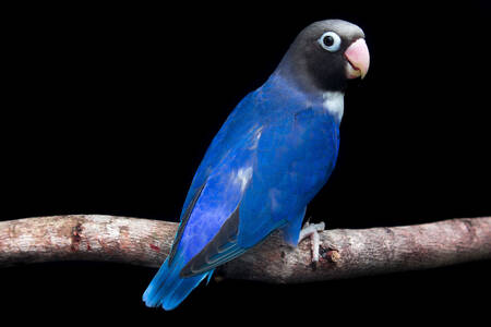 Blå papegøje