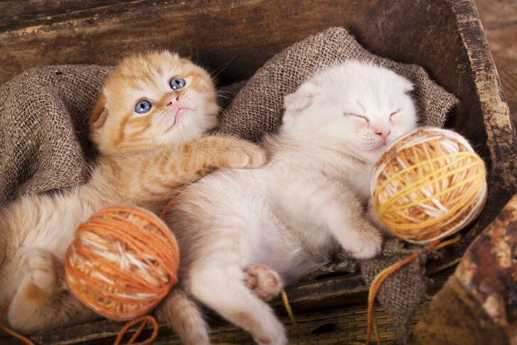 Kittens with balls of fur
