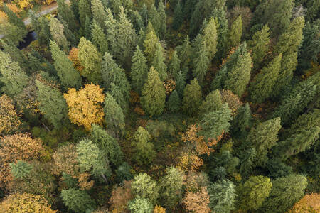 منظر للغابة من الأعلى