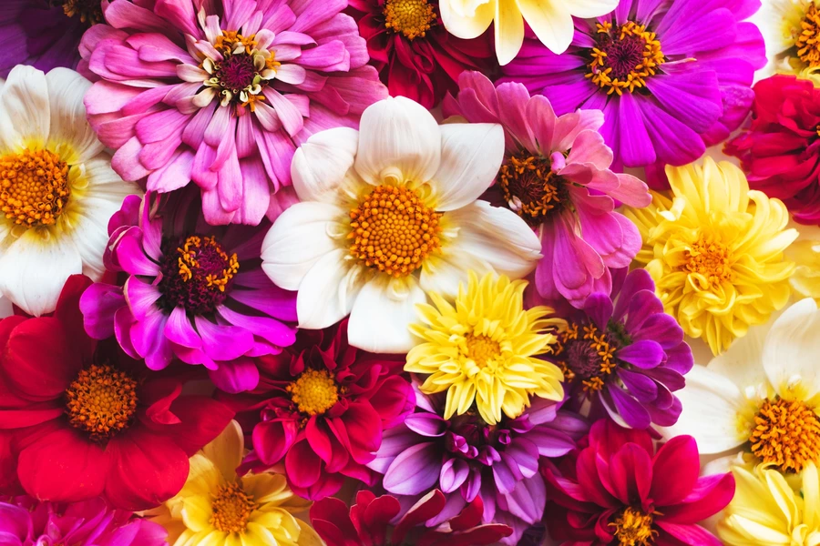 Zinnia dan dahlia