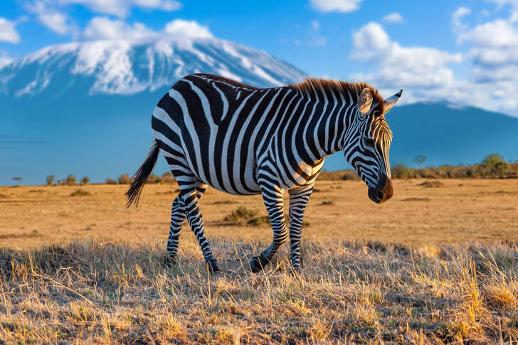 A zebra in the savanna