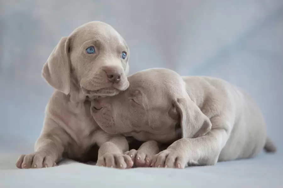 ワイマラナードッグの子犬