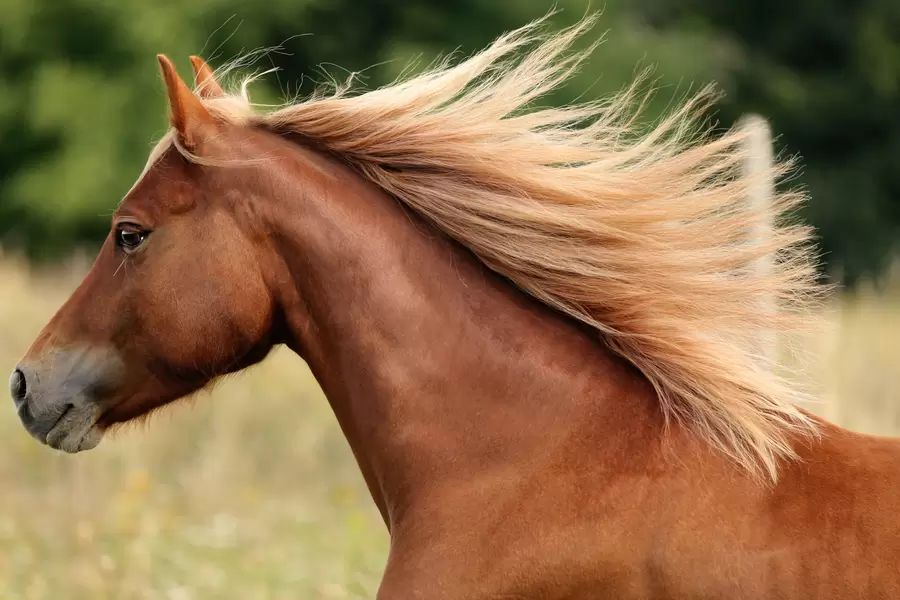 Galopperende pony