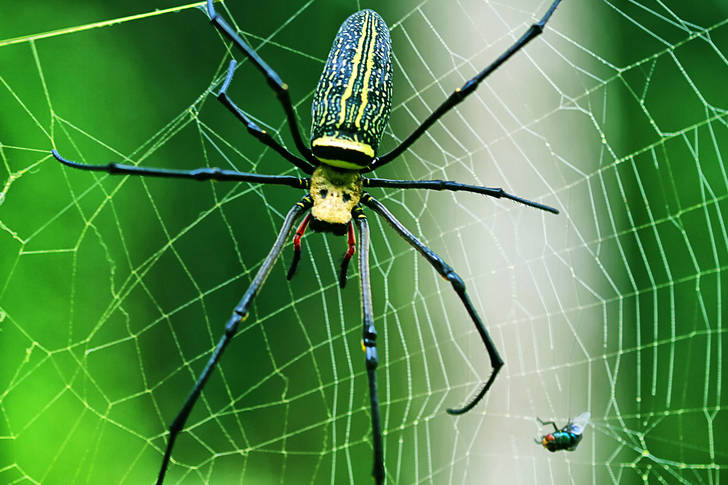Big spider on a web