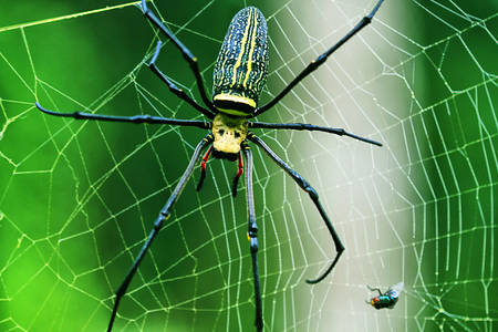 Duży pająk w sieci