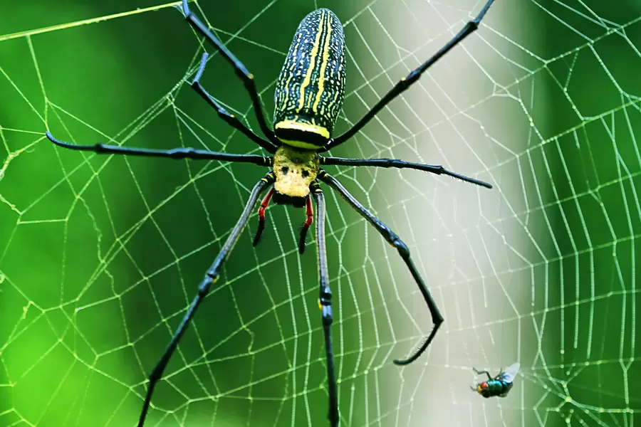 Grote spin op een web