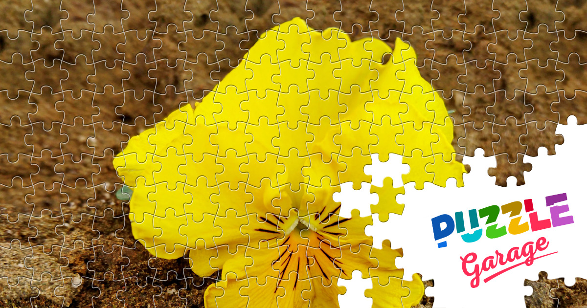 Viola lutea Jigsaw Puzzle (Plants, Flowers) Puzzle Garage