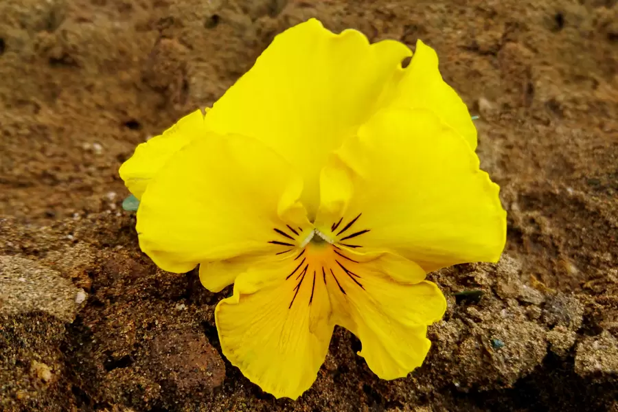 Viola lutea