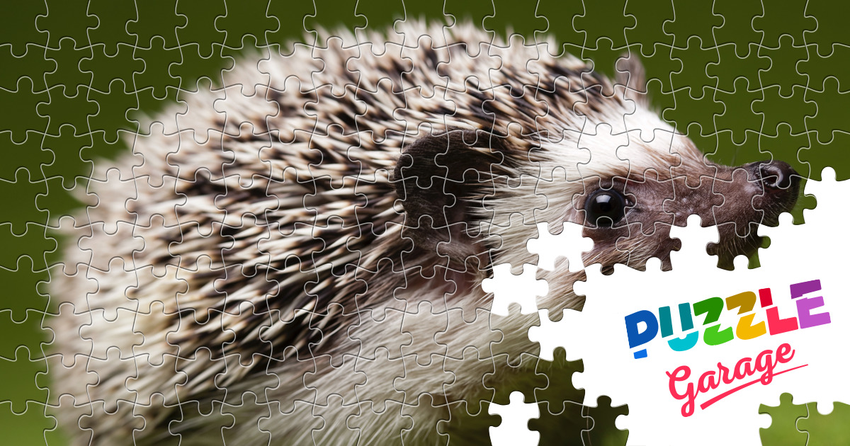 Hedgehog Jigsaw Puzzle Animals Mammals Puzzle Garage