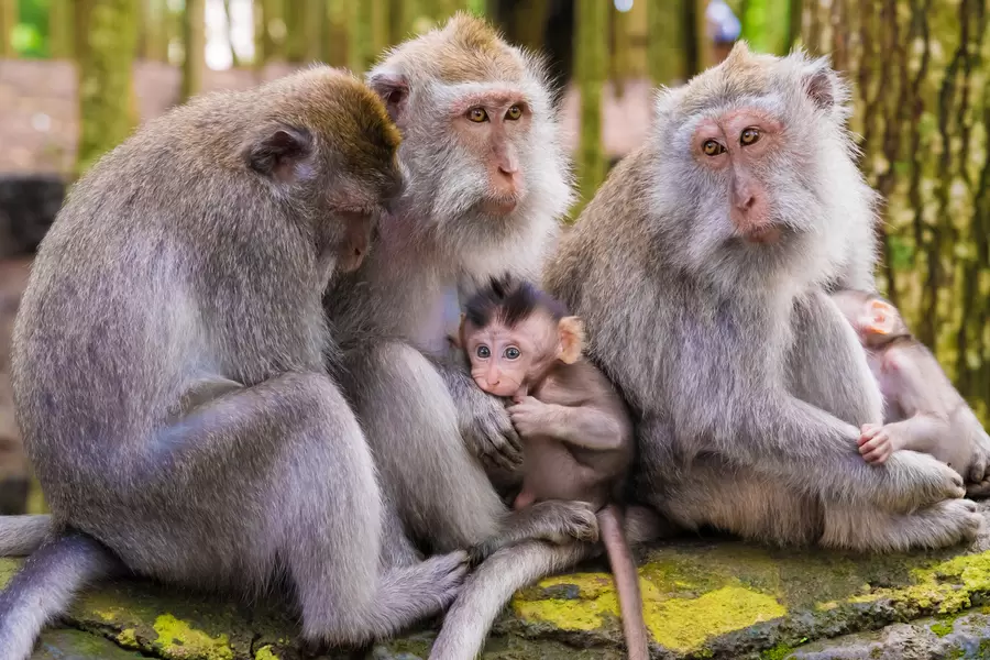 Macaque