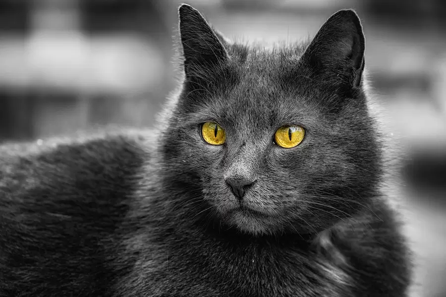 Gato gris con ojos amarillos