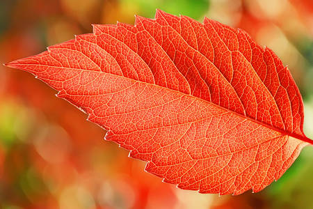 Macro photo of a red leaf