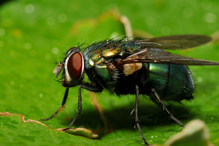 Macro photo of a green fly