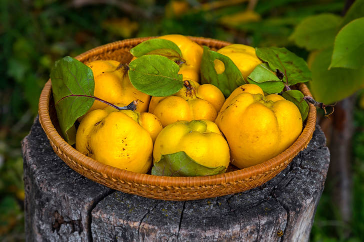 Yellow quince in a wicker basket