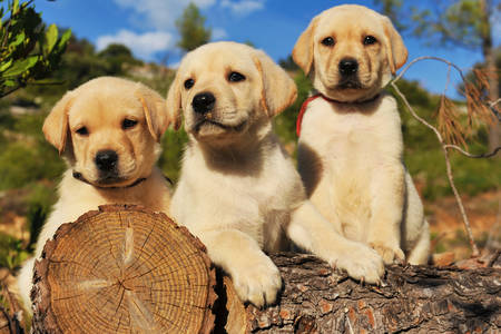 Labrador pups