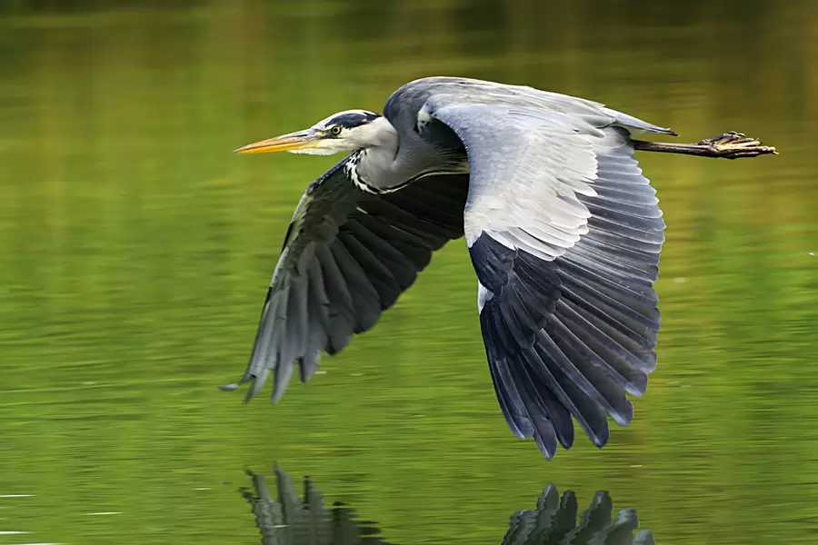 Grijze reiger tijdens de vlucht